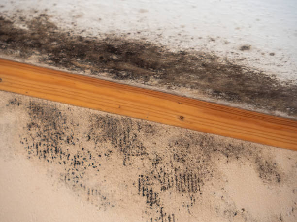 Best Commercial Mold Inspection  in North Key Largo, FL