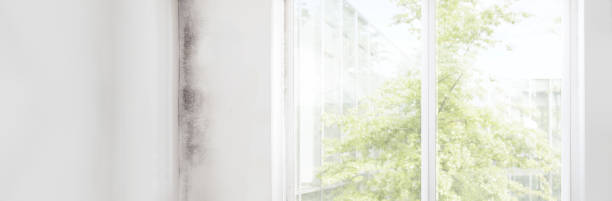 Best Black Mold Removal  in North Key Largo, FL